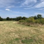 Photo taken in late summer. Shows a meadow that has been cut for hay. Mature trees in the background and young shrubs in the middle distance.