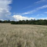 Photo of a meadow, the grass is long and dry, it's late summer. A band of scrub marks the edge of the meadow and there is a blue sky.