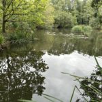 Photo shows a large pond surrounded by mature trees. Canada Geese are swimming across the water.