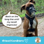 Boxer says "Back on the long line until my recall improves"