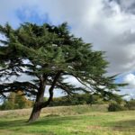 Photo of a large attractive evergreen tree with distinctly spreading brances. It's called a Cedar of Lebanon.