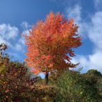 Photo taken looking up into a Liquidamber tree. Its orange / red leaves look beautiful against a blue sky.