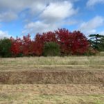 Photo of a lovely autumn scene. The meadow grass has been cut and behind it stands a line of Liquidamber trees with beautiful red leaves.