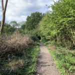 Photo of a Hazel copse with a path running through. There is a "dead hedge" on one side, built to protect the habitat beyond it.