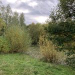 Photo shows a view of the pond. It's overgrown with Willow.