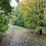 Photo of a shady part of the wood, with attractive trees starting to get their autumn colours.