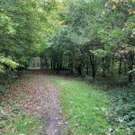 Photo of a shady part of the wood, with attractive trees either side of the path.