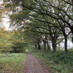 Photo of a wide track overhung with an impressive row of tall Oak trees.