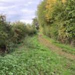 Photo shows a wider track running along a tall hedge.