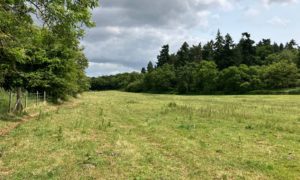 Photo of an open grass area taken in spring with trees in leaf