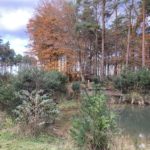 Photo of a wildlife pond surrounded by tall pine trees