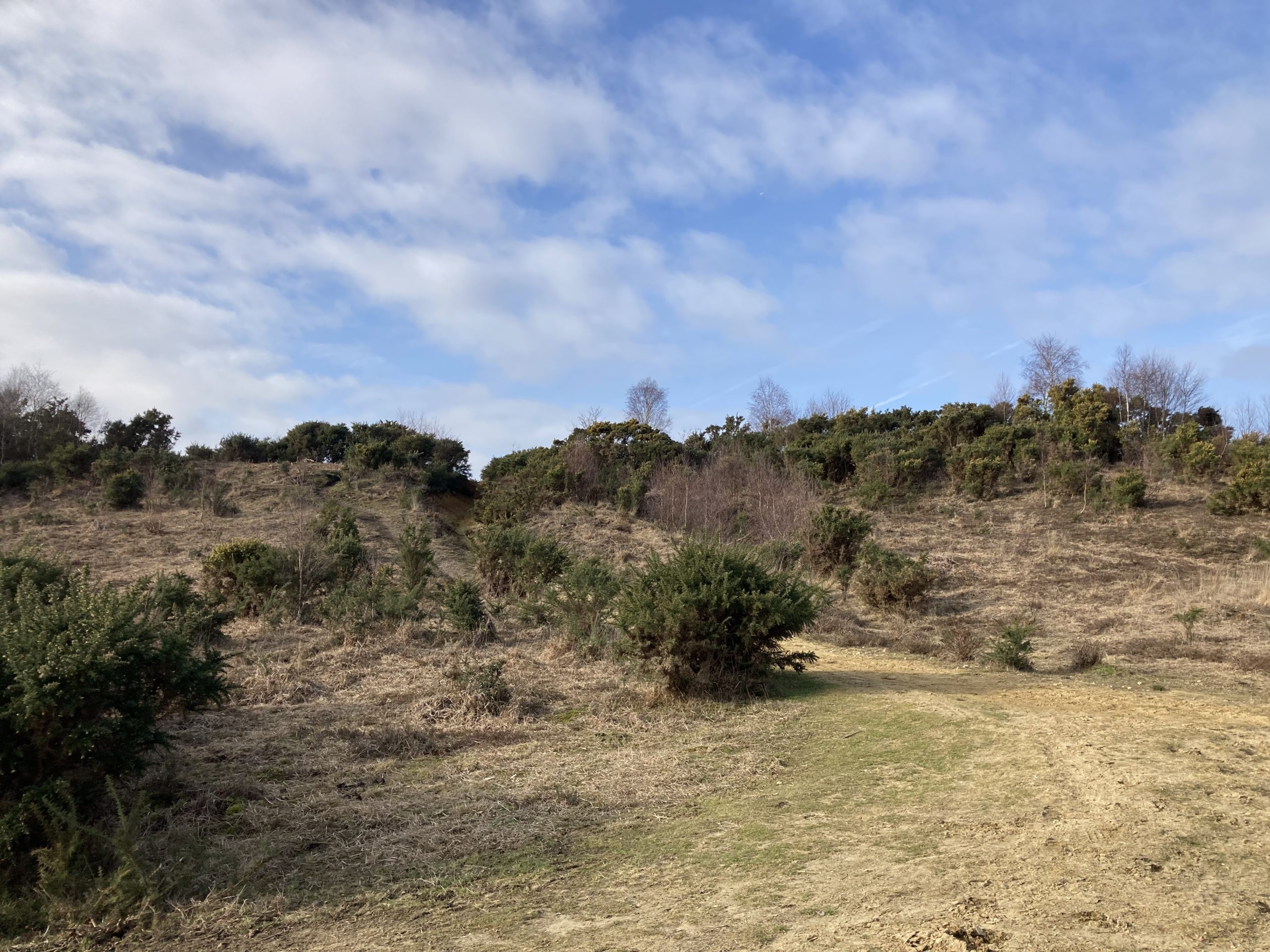 Photograph of a heath in winter time, with a wide sandy path, brown heather and dark green gorse bushes