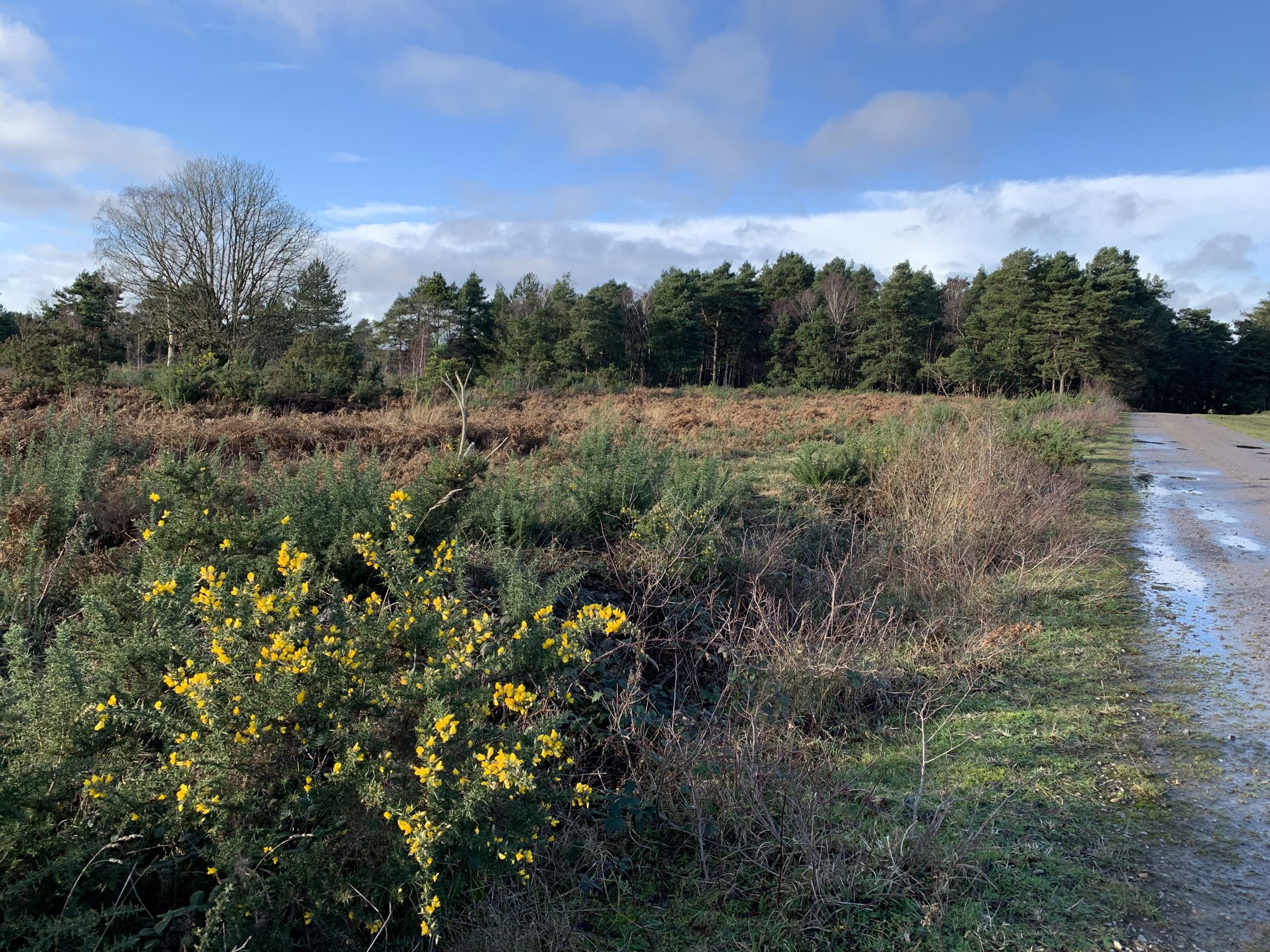 Photograph of a heath in winter time, with a stony path, brown heather and gorse bushes with bright yellow flowers