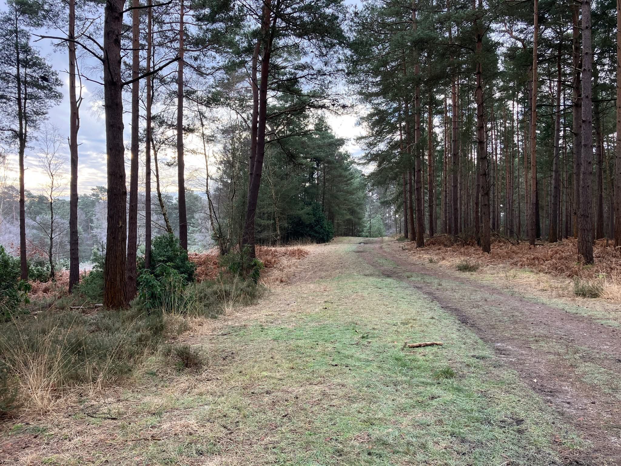 Photograph of a wintry, icy path through a wooded area