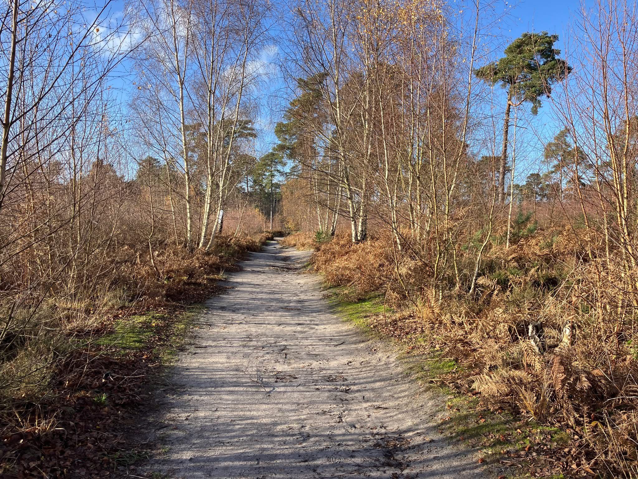 Photo of a wide sandy path on a heath in autumn, with brown heather and birch trees in autumn leaf