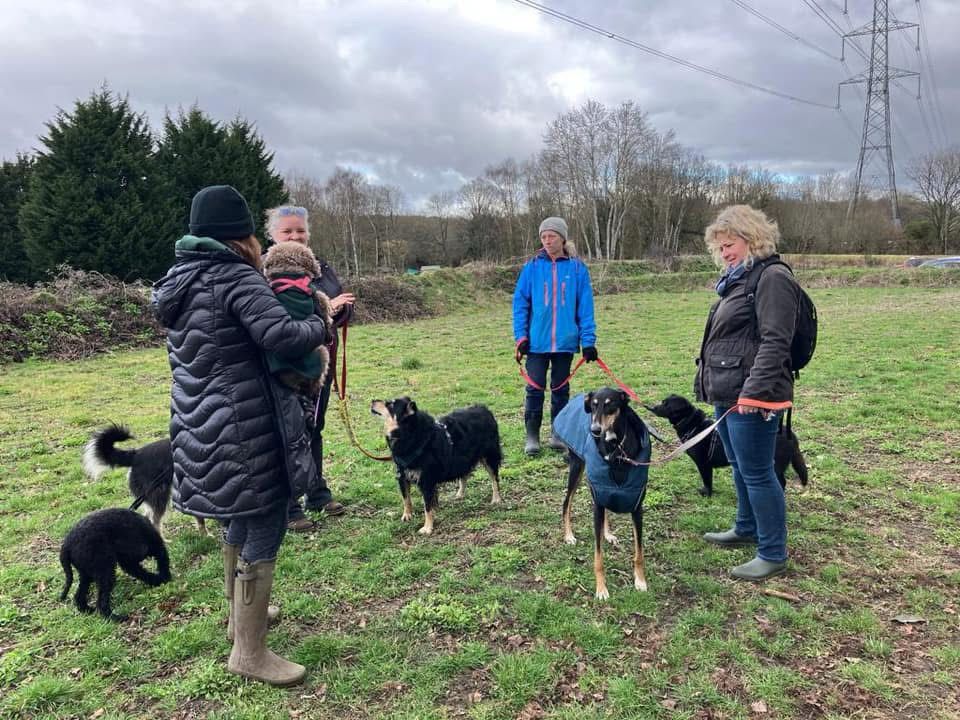 Photo of a group of dog walkers with their dogs, standing chatting on a grassy area in winter