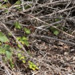 Photo of a grey and black male adder retreating under bramble