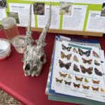A display table showing various artefacts of the heathland habitats.