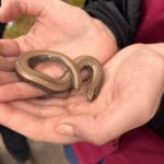 Female slow worm being cradled in hands.