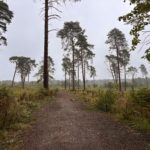 A landscape view of a sandy path lined by greenery and trees.