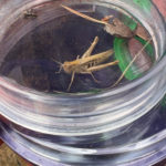 A brown Field Grasshopper shown in a clear dish beside some bark. A smaller, dark spider is visible in the back of the dish.