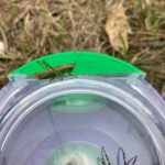 A long-winged conehead bush cricket resting on a clear dish.