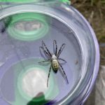 A Wasp Spider in a clear dish.