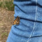 Photo of a grayling butterfly landed on a persons leg wearing jeans