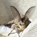 Photo of a furrey brown and grey moth with feathery antennae looking straight to camera
