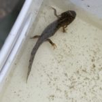A juvenile Great Crested Newt.