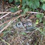 A cut-out of a snake nestled in the undergrowth.