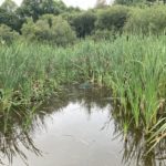 A wetland scene at Yateley Common.
