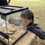 A young boy stares through the glass of a snake enclosure.
