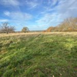 Photo of a grassy park area with bare trees, taken against the backdrop of a blue winter sky