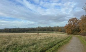 Photo of a surfaced path passing through an open grassland area with autumn trees